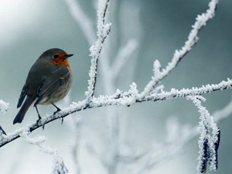 Əsl qış havası - Bu günün proqnozu