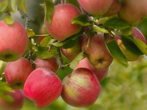 Müntəzəm alma yemək sizi qoruyur