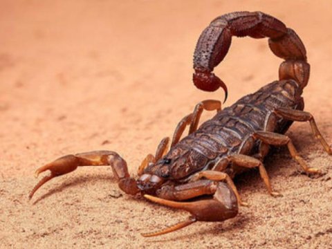 Təyyarədə olan sərnişini əqrəb sancdı