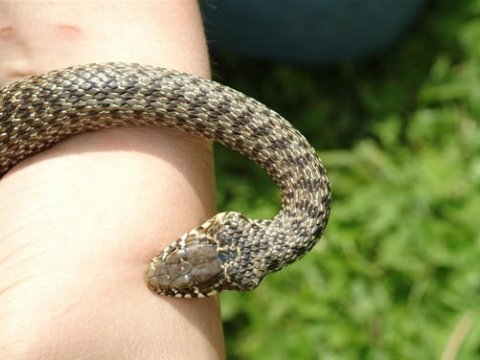 Məktəbli qızı ilan sancıb