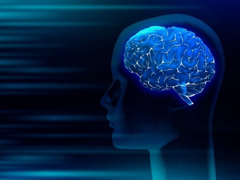 İkinci dilin öyrənilməsi beyində əlaqələri dəyişdirir