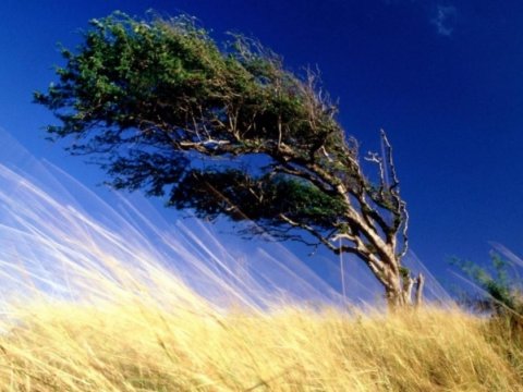 Folklorşünas alim: Yel çərşənbəsi təbiətin həyatverici gücüdür  
