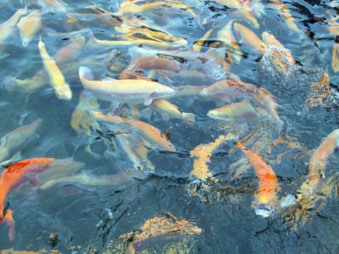 Azərbaycanlı alimlər iki elmi forumda iştirak edəcəklər  