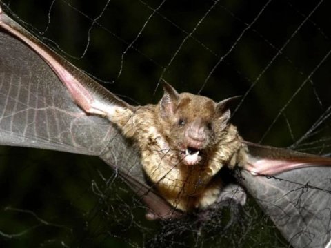 Yarasalarda&nbsp;ağır viruslar aşkarlandı: Epidemiya qapıdadır