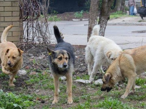 Yevlaxda səkkiz yaşlı uşağı it dişlədi