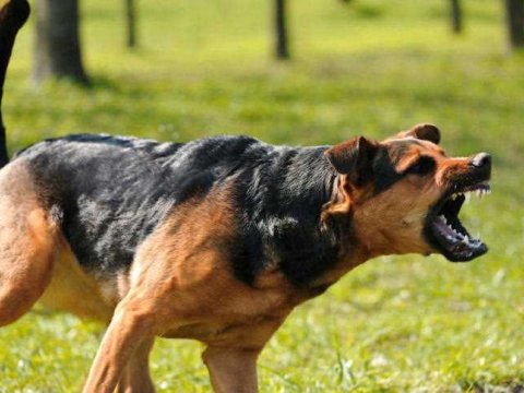 Zaqatalada sahibsiz itlər dərsə gedən məktəbliyə hücum ediblər