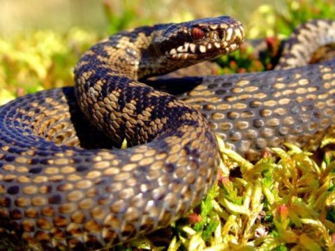 Yeniyetməni ilan sancdı:&nbsp;vəziyyəti ağırdır