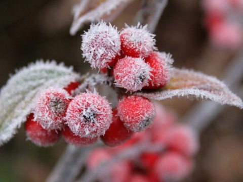 Günün havası - Yağış, qar&nbsp;
