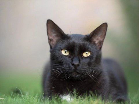 Pişik elmə məlum olmayan ekzotik virus kəşf etdi