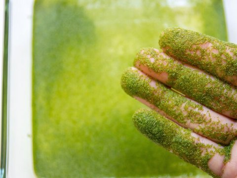 Alimlər&nbsp;dərinin qocalması əleyhinə vasitə tapıblar