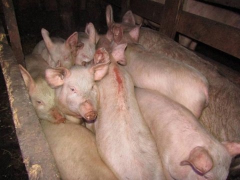 Dəhşətli hadisə: Məktəbli qız tövlədə donuzlar tərəfindən parçalandı