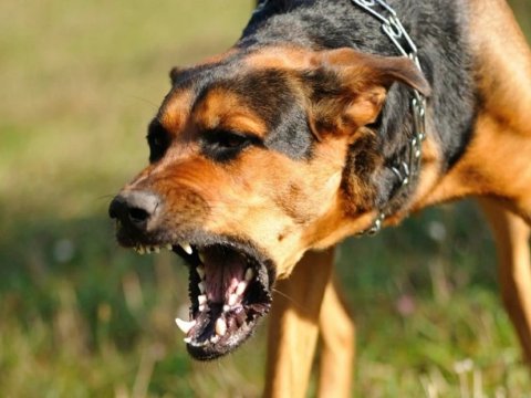 Qubada uşağa it hücum edib