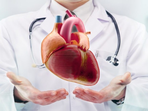 Alimlər ürək xəstəliklərinin dərmanı olan məhsulu&nbsp;açıqlayıblar