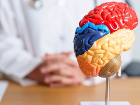 Epilepsiyanın beyin sağlamlığını məhv etdiyi müəyyən olunub