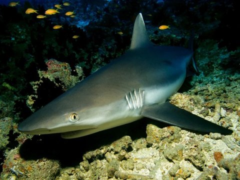 17 yaşlı qız köpəkbalığının qurbanı oldu