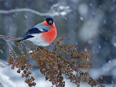 Sabah dağlıq ərazilərdə qar yağacaq