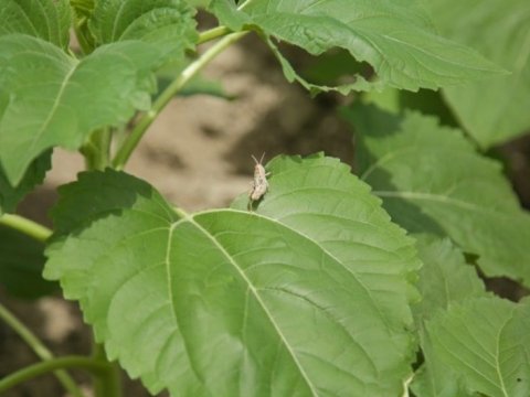 Professor: "Zərərli həşəratlar&nbsp;bütün dünya üçün problemə çevrilib"