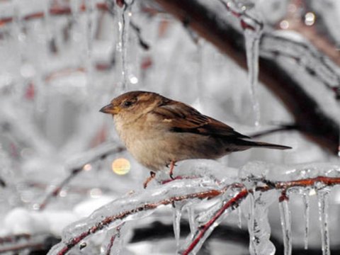 Qarlı və şaxtalı hava şəraiti davam edir -&nbsp;FAKTİKİ HAVA