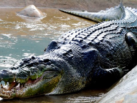 Keniyada timsah 16 yaşlı məktəblini parçalayıb