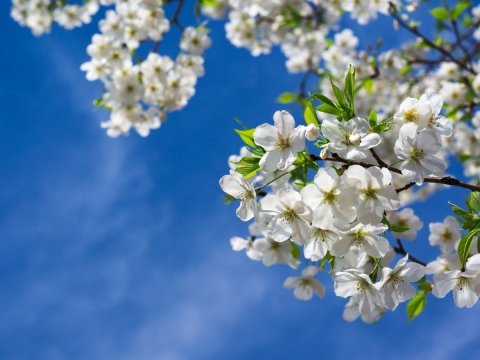 Azərbaycana bahar fəsli daxil olur