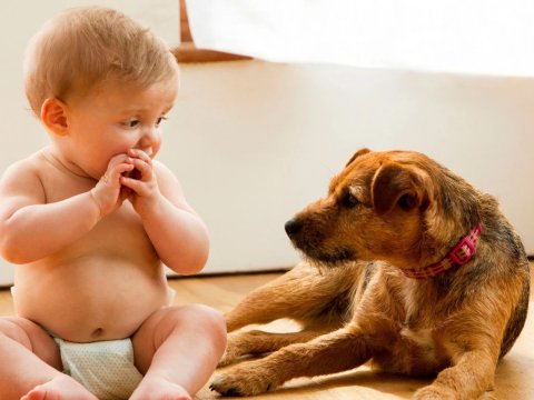 Yeni ailə düzəni - Uşaqlar əvəzinə heyvanları niyə seçirik?