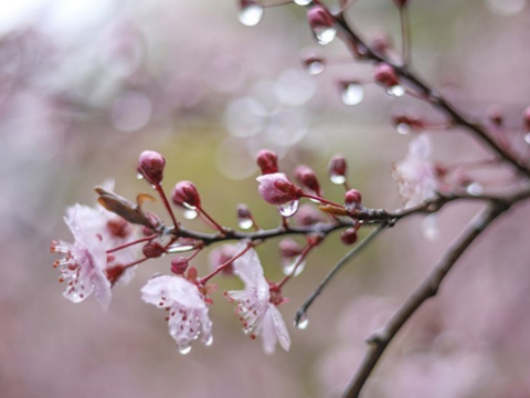 Bu ərazilərə yağış yağır