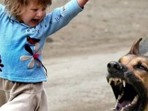 Azərbaycanda bağçadan çıxan uşaqlara itlər hücum etdi