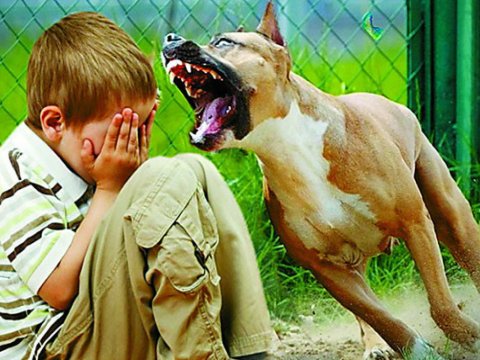 Ağdamda azyaşlını it dişləyib