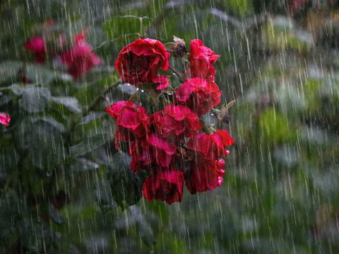 Yağış sabah kəsəcək...