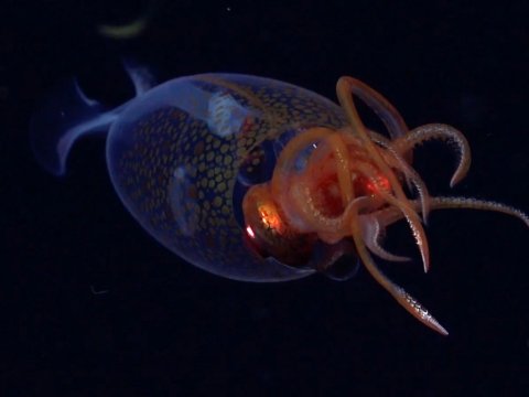 Tarixdə ilk dəfə canlı nəhəng kalmar görüntüləndi