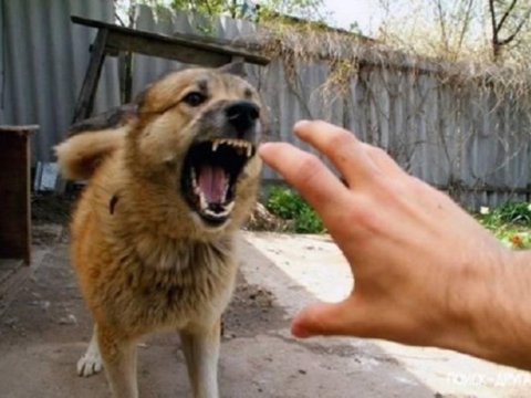 Qubada sahibsiz it məktəbli və 2 qadına hücum edib