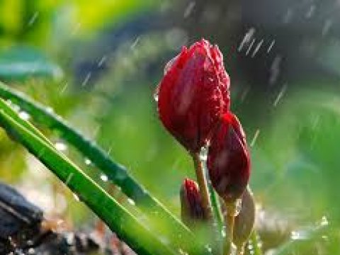 Bəzi yerlərə yağış yağıb, şimşək çaxıb - FAKTİKİ HAVA