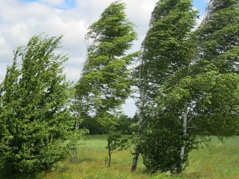 Növbəti iki gün güclü külək əsəcək - XƏBƏRDARLIQ