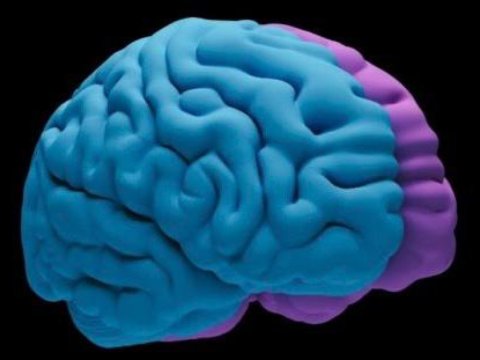 Beyin qıvrımlarının idrakla əlaqəsi ilə bağlı yeni tədqiqat əhəmiyyətli kəşfləri ortaya qoyur