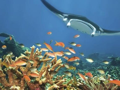 Bu gün Ümumdünya Okeanlar Günüdür