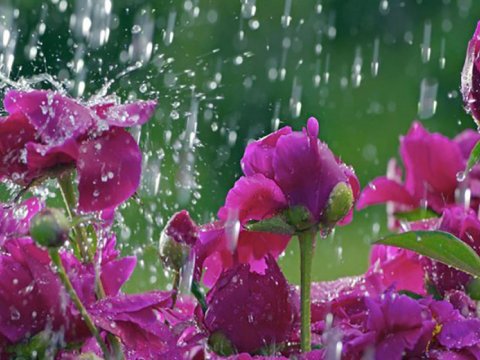 Sabah bəzi ərazilərdə yağış yağacaq