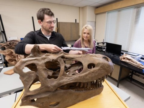 Kanadalı alimlər yeni tirannozavr növü aşkar ediblər