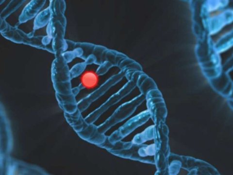 D vitamini ilə əlaqəli yeni gen kəşf edilib