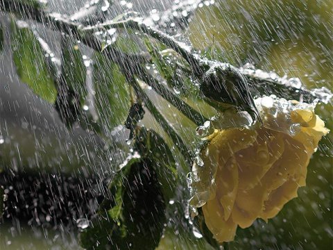 Rayonlara leysan yağış, dolu yağacaq - Günün havası