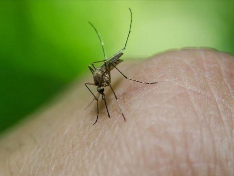 Çində dene qızdırmasına 100-dən çox yoluxma qeydə alınıb