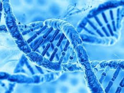 Genetik xəstəliklər uşağa daha çox anadan keçir, yoxsa atadan?