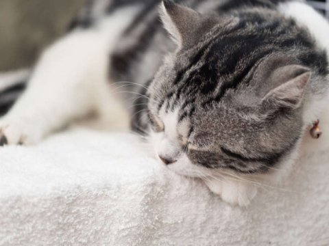 Pişiklərdə Alzheimer əlamətləri aşkar edildi