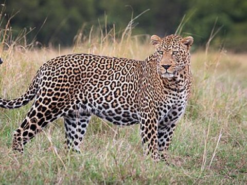 Hindistanda üç yaşlı qız bəbirin hücumundan sağ çıxa bilib