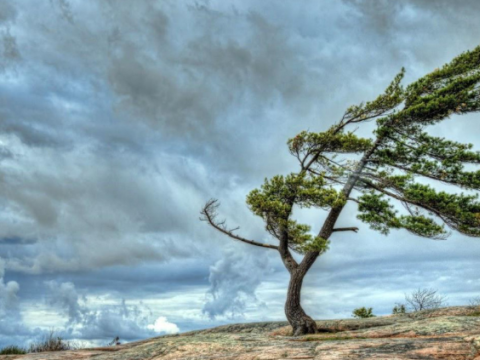 Küləkli hava şəraiti ilə bağlı sarı və narıncı xəbərdarlıq verilib