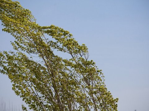 Növbəti üç gündə Bakı və bölgələrdə külək güclənəcək - XƏBƏRDARLIQ