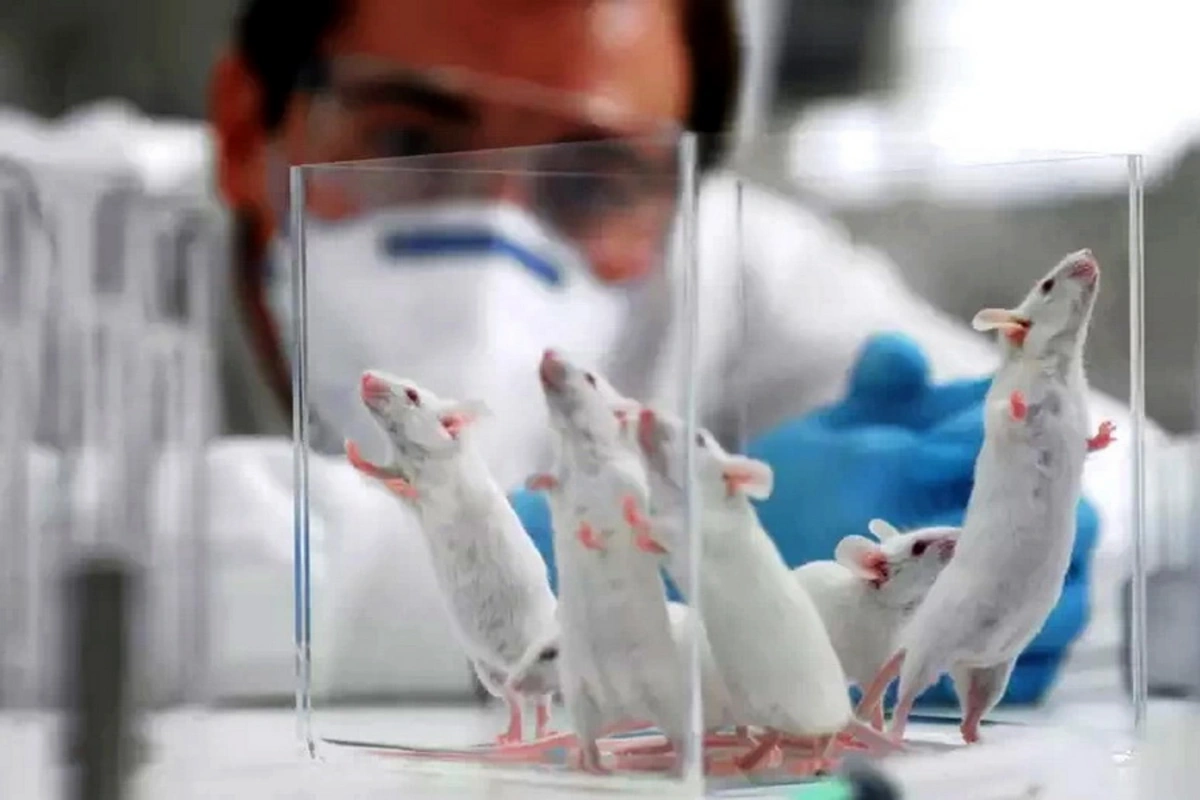 Rusiyada alimlər siçovulların beyninə süni intellekt yerləşdirdilər