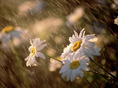 Bu gün 36 dərəcə isti olacaq