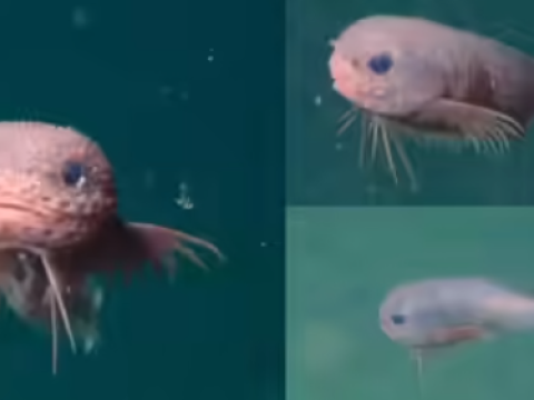 Pasifik okeanında üç yeni balıq növü aşkarlanıb