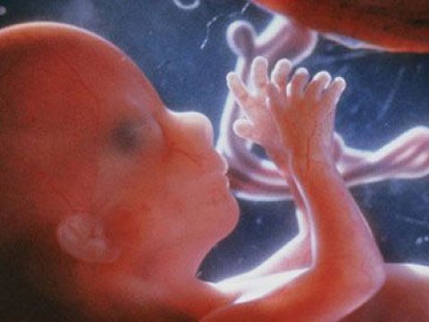 Xəstəxana həyətindən 8 aylıq insan dölü tapıldı