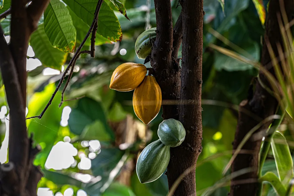 Şokolad sənayesində inqilabi KƏŞF